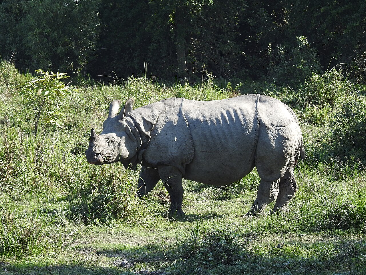 One horned rhinoceros in Kaziranga National Park Assam